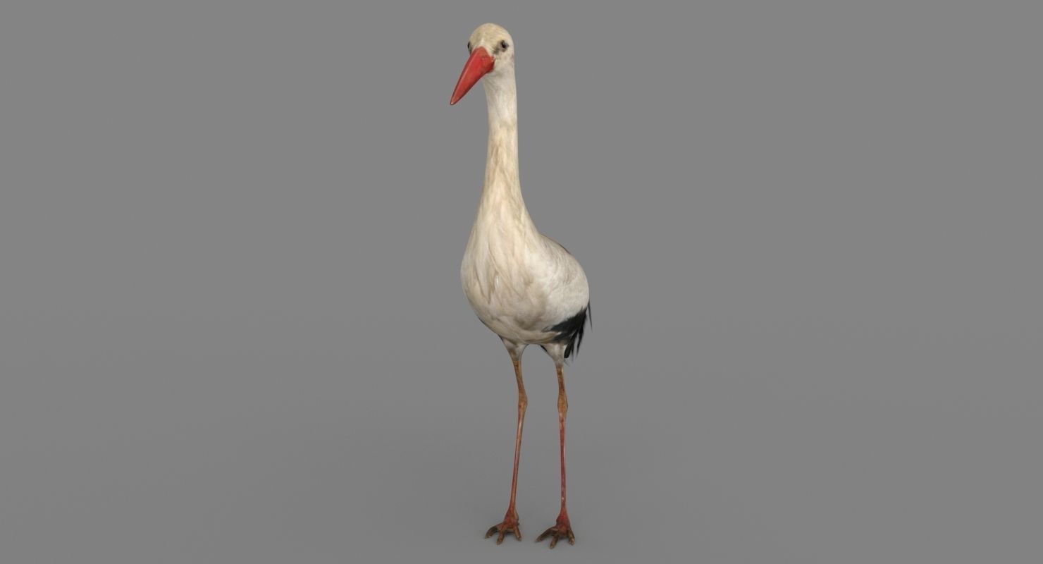 Stork 3D model 3D model_7