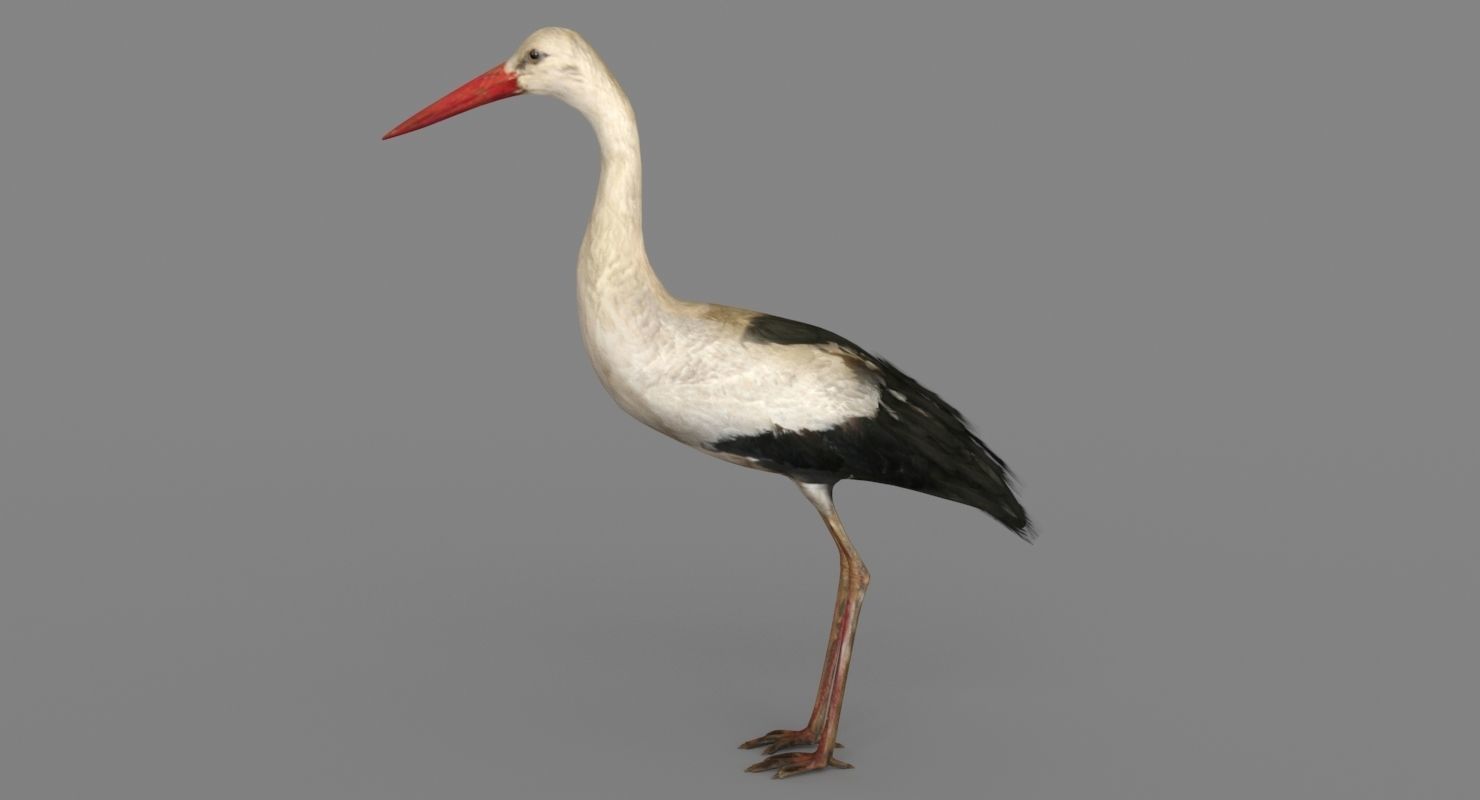 Stork 3D model 3D model_9