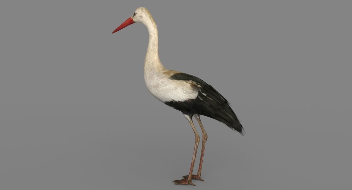 Stork 3D model 3D model_10