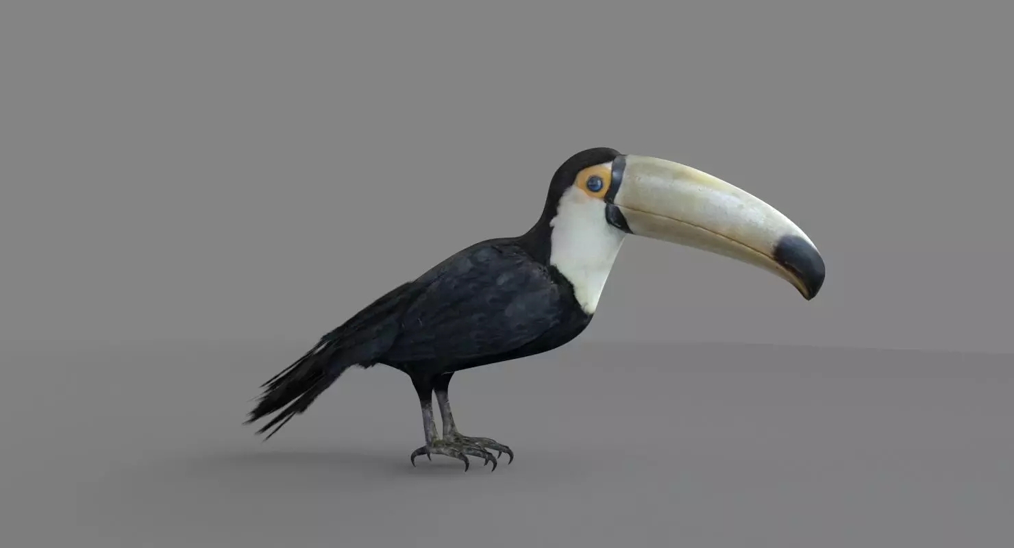 3D Toucan model 3D model