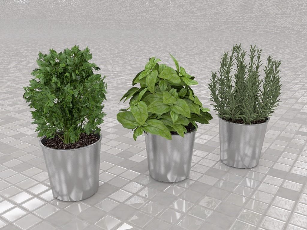 Culinary herbs