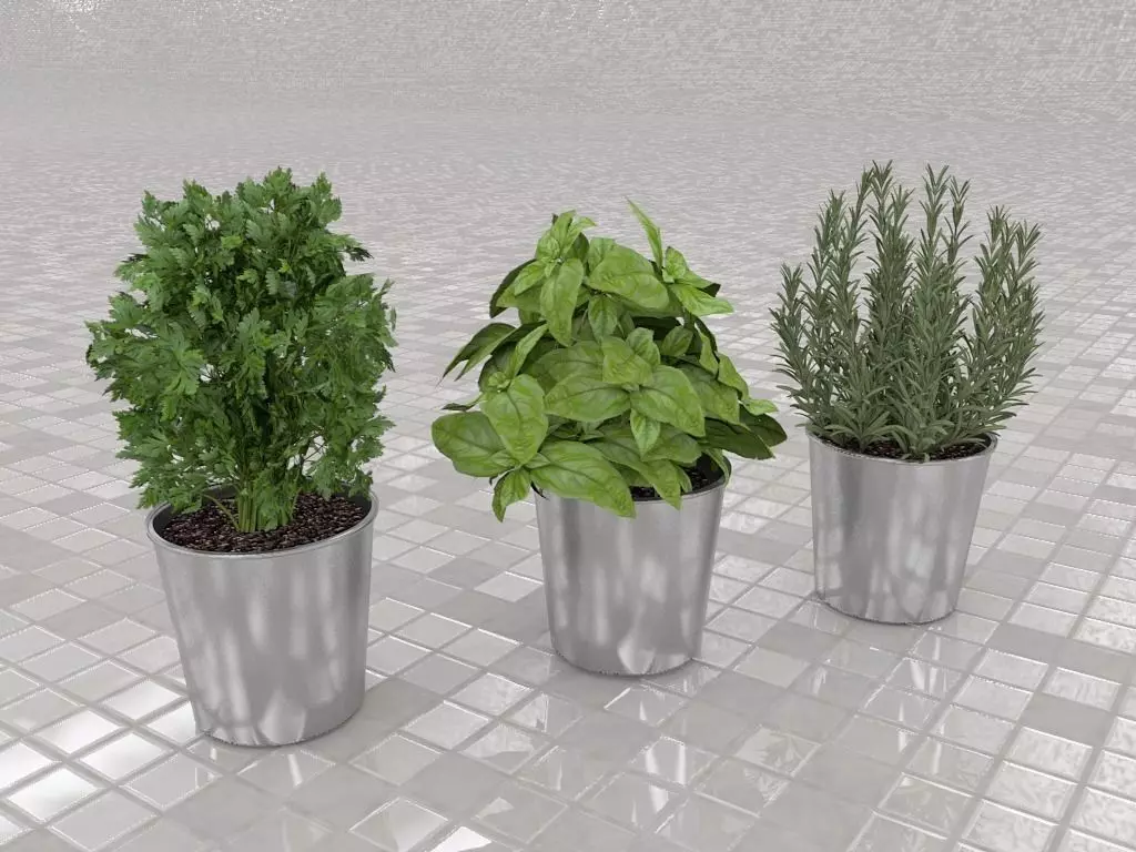 Culinary herbs Free 3D model
