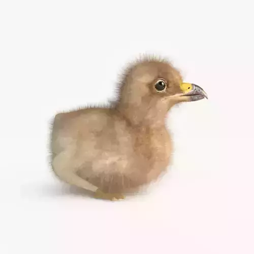  3D Baby Eagle