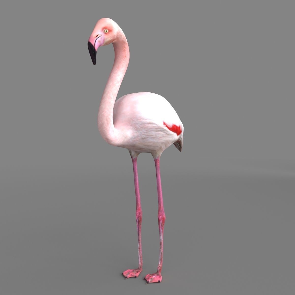 3D model Flamingo 3D model_4