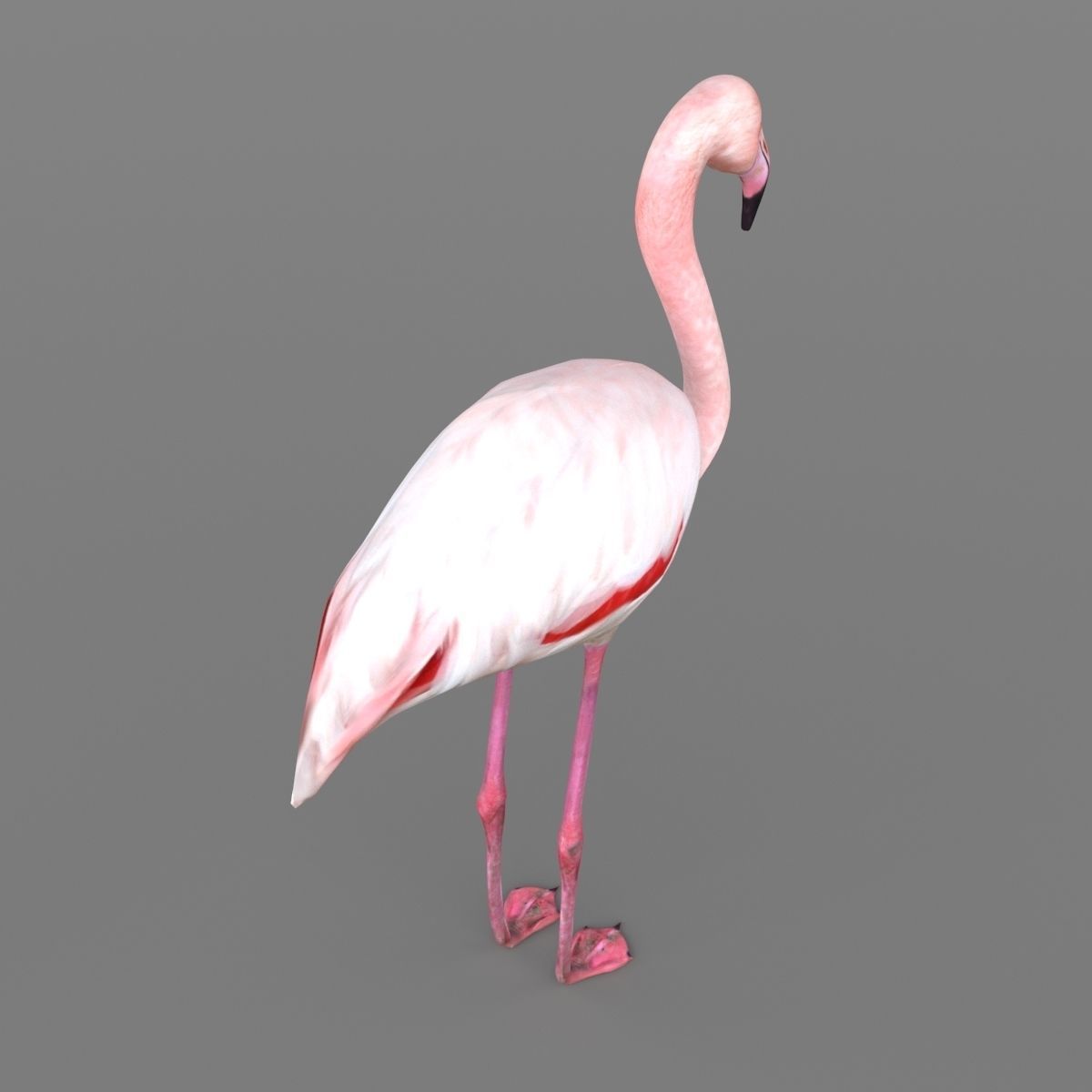 3D model Flamingo 3D model_9