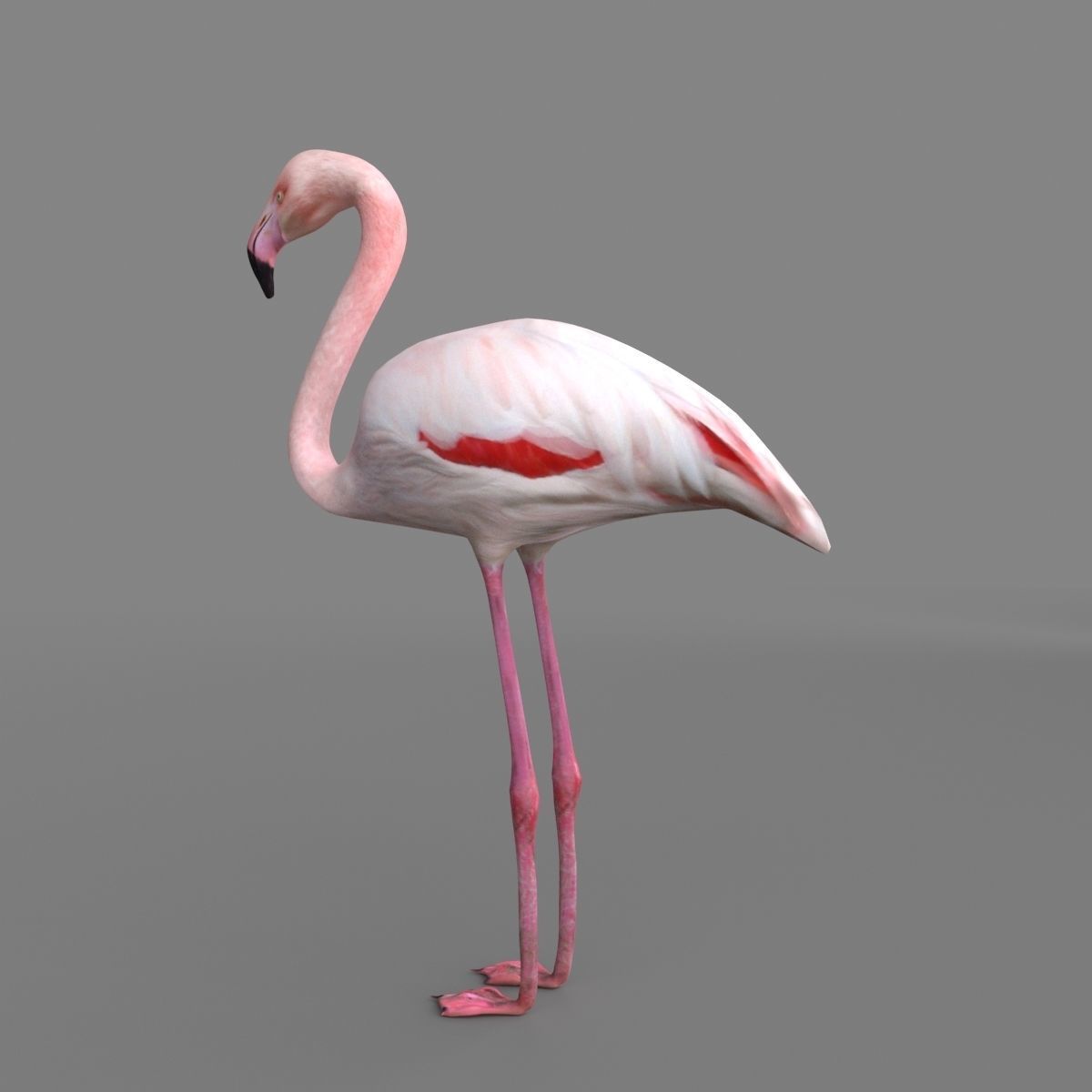 3D model Flamingo 3D model_7