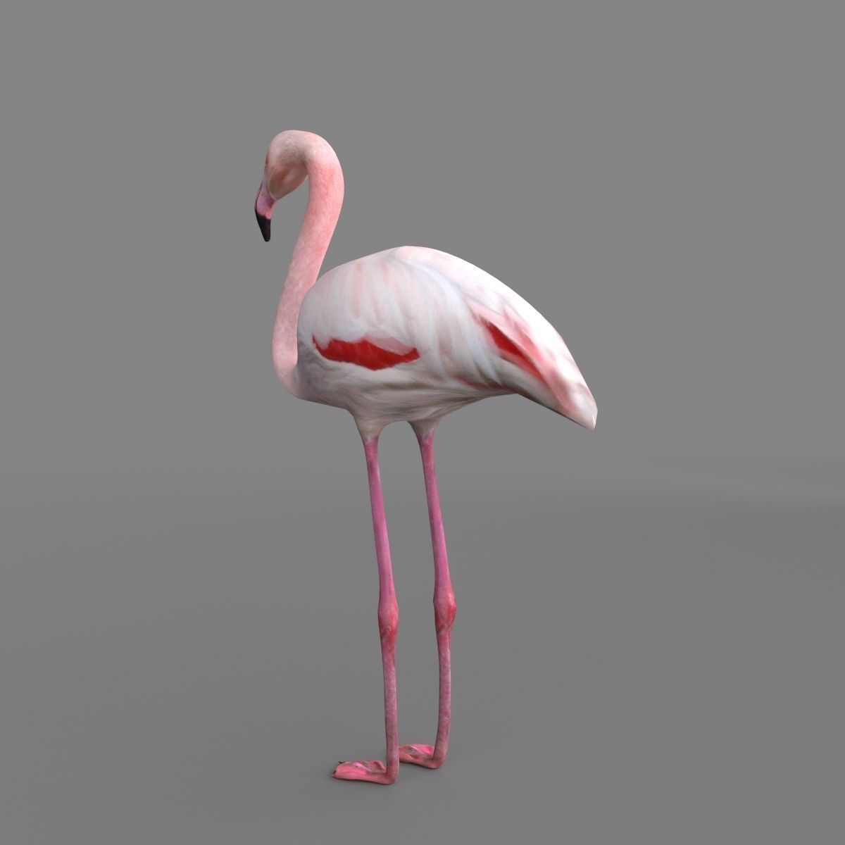 3D model Flamingo 3D model_8