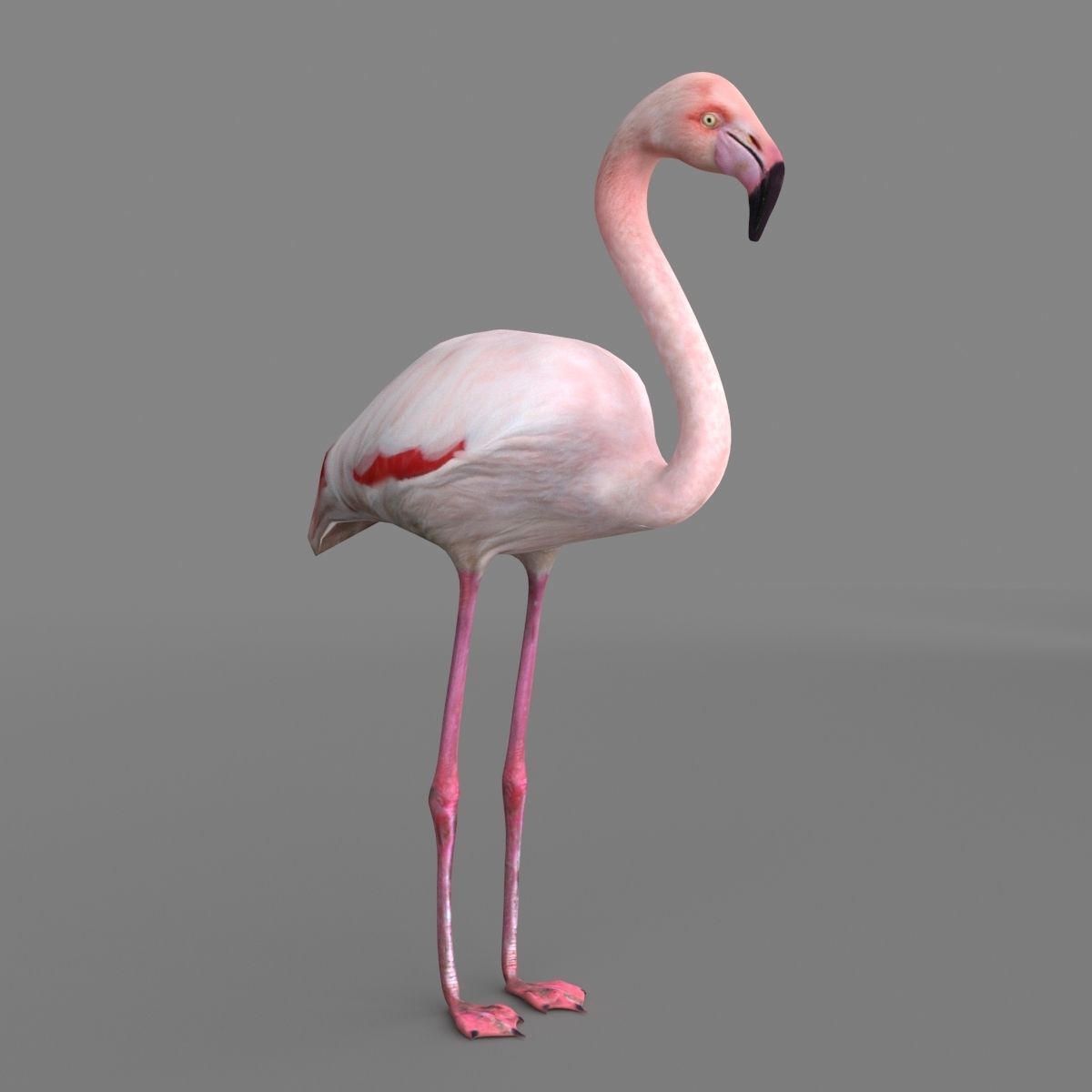 3D model Flamingo 3D model_1