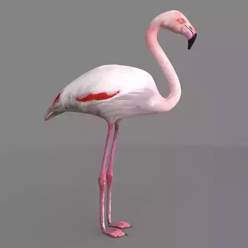 3D model Flamingo 3D model