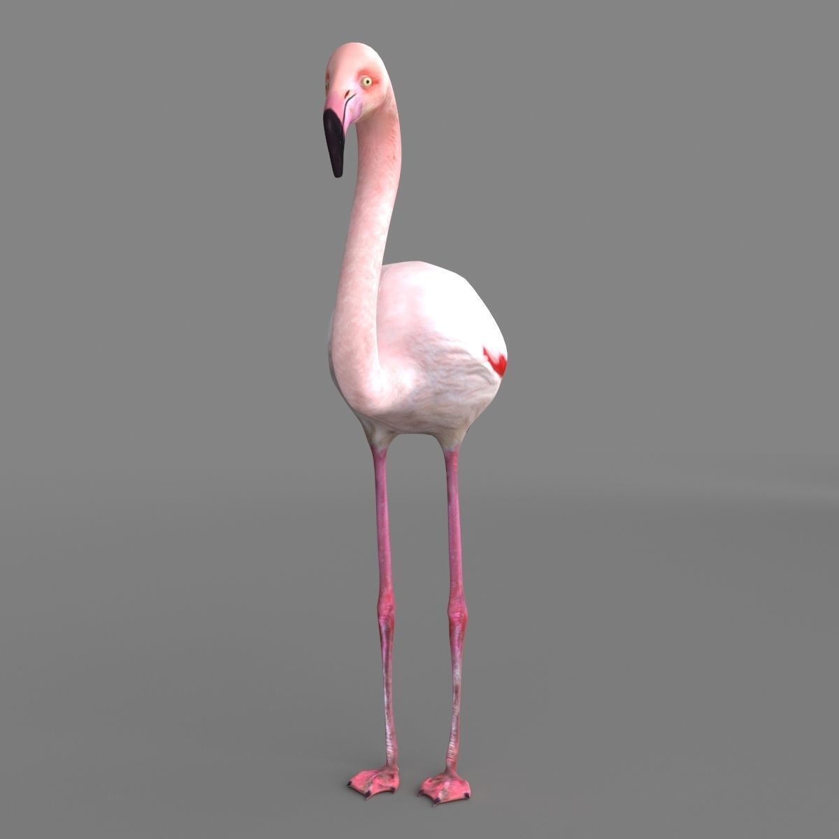 3D model Flamingo 3D model_3