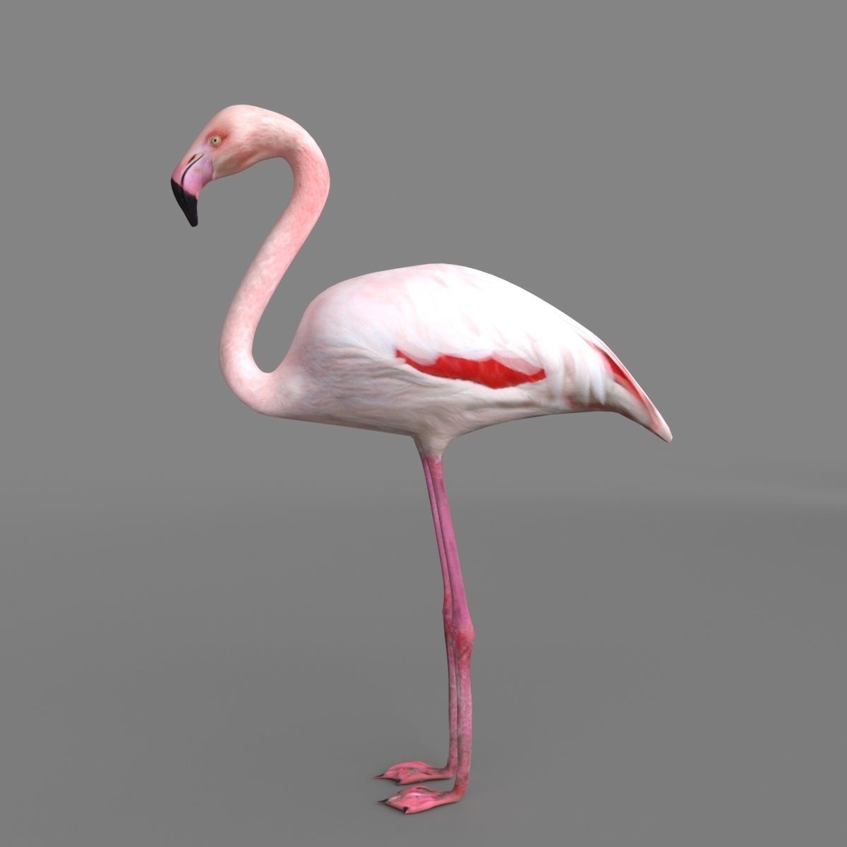 3D model Flamingo 3D model_6