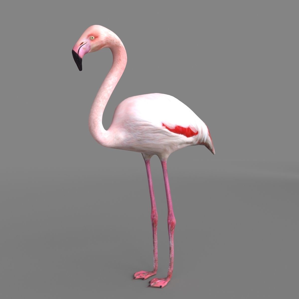 3D model Flamingo 3D model_5