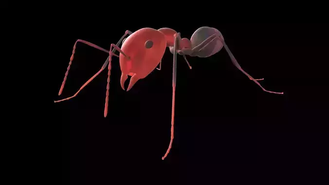 3D lowpoly Model of an Ant  Ready to use 
