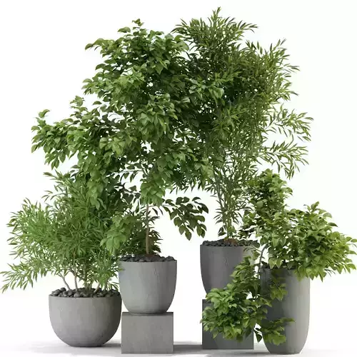 Plants collection 335