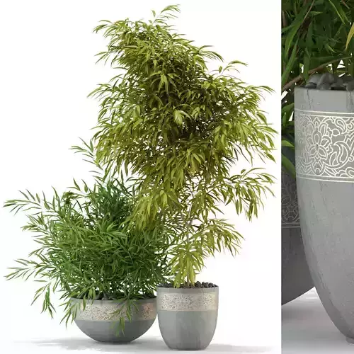 Plants collection 336