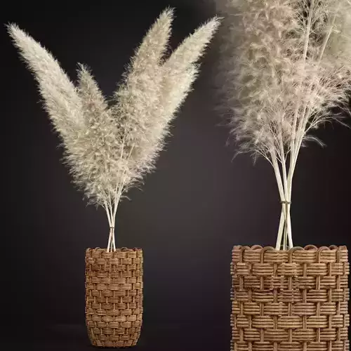 Plants collection 337