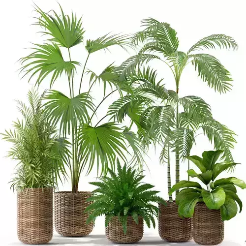 Plants collection 338