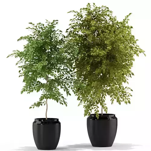 Plants collection 340