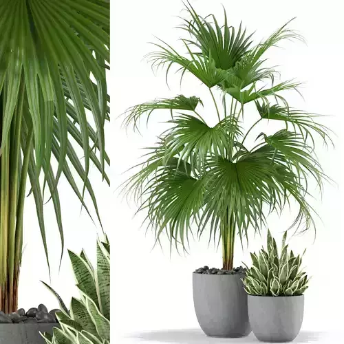 Plants collection 342