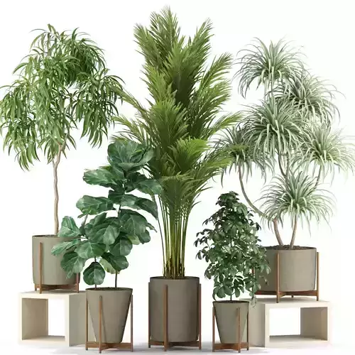 Plants collection 343 3D model