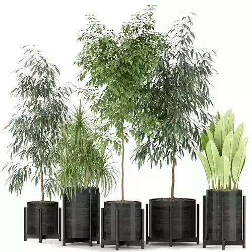 Plants collection 345