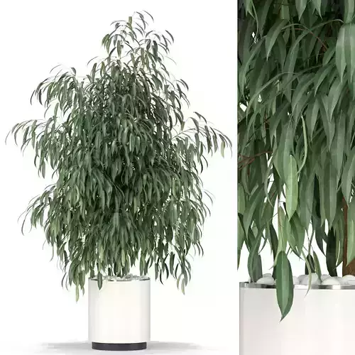 Plants collection 346