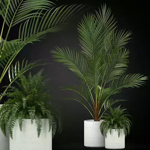 Plants collection 347