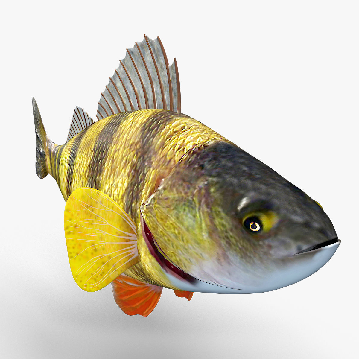 Perch Fish 3D model_3