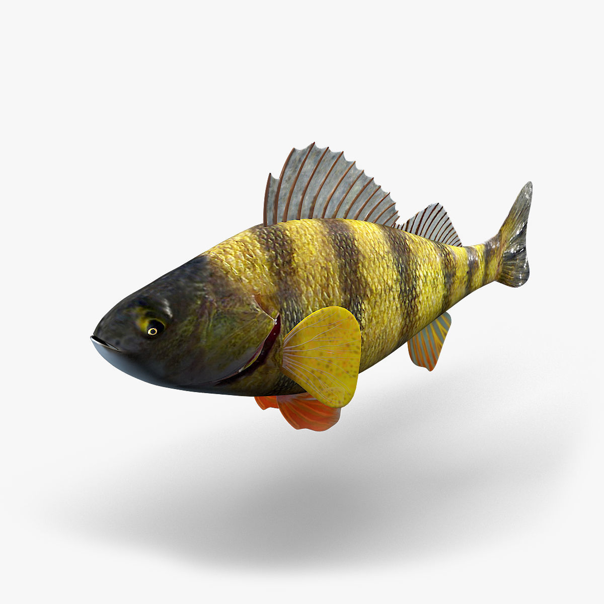 Perch Fish 3D model_6