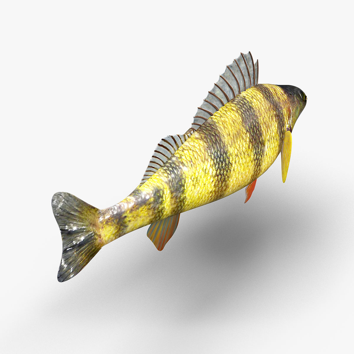 Perch Fish 3D model_4
