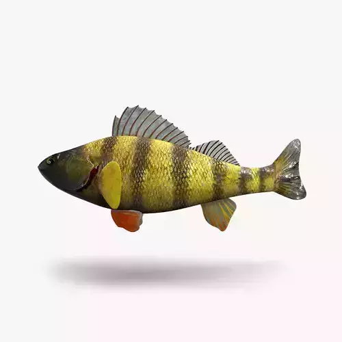 Perch Fish