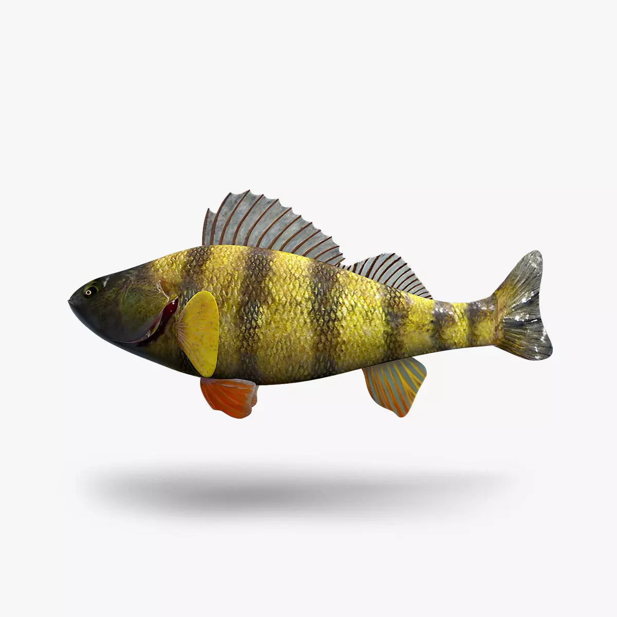 Perch Fish 3D model_0