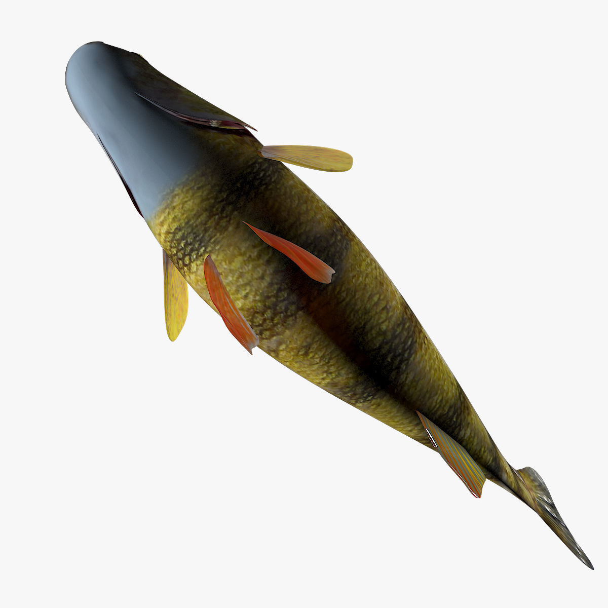 Perch Fish 3D model_1