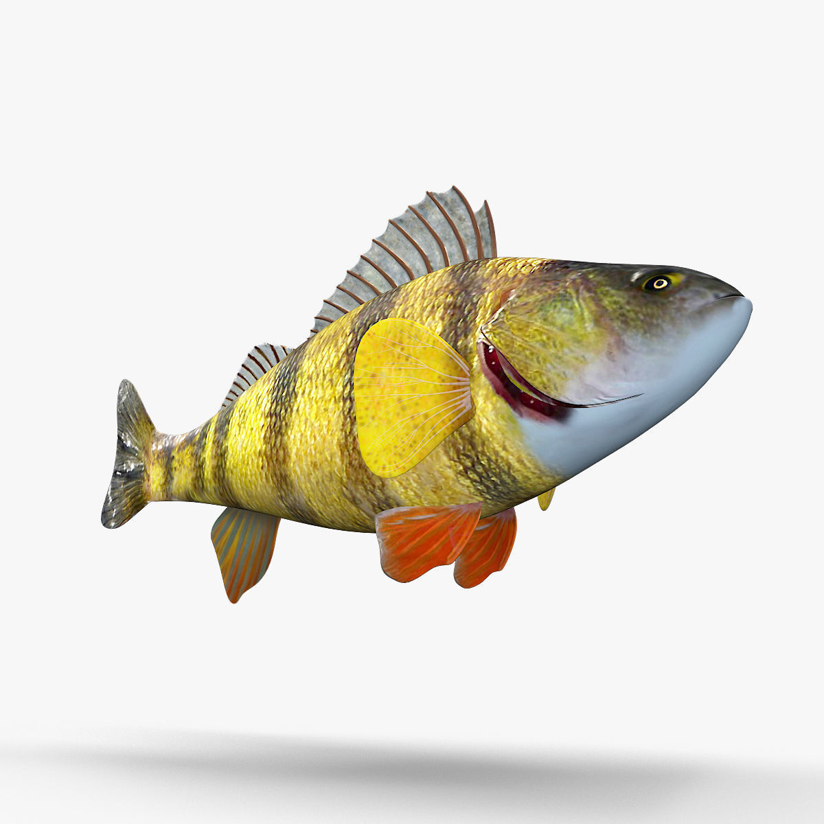 Perch Fish 3D model_5