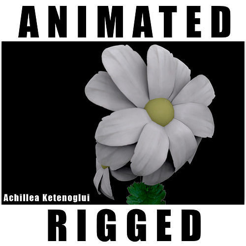 Achillea Ketenoglui  3D model