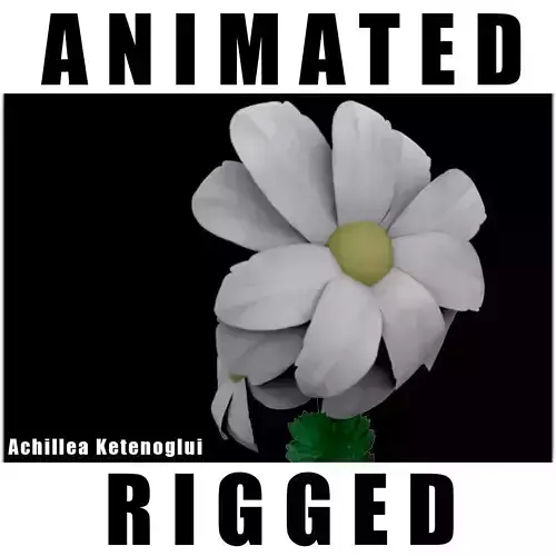 Achillea Ketenoglui  3D model