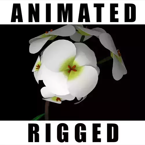 Alyssum Artvinense  3D model