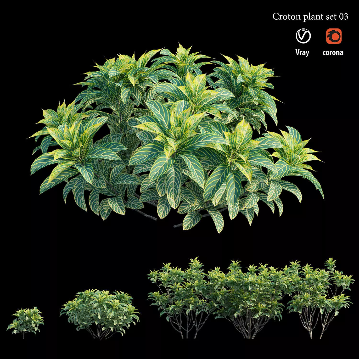 Croton plant set 03 3D model_0