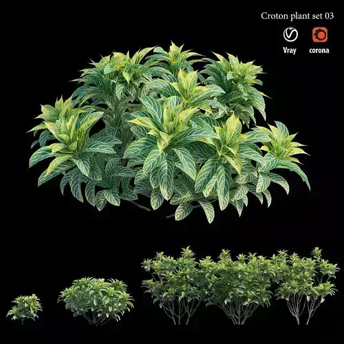 Croton plant set 03 3D model