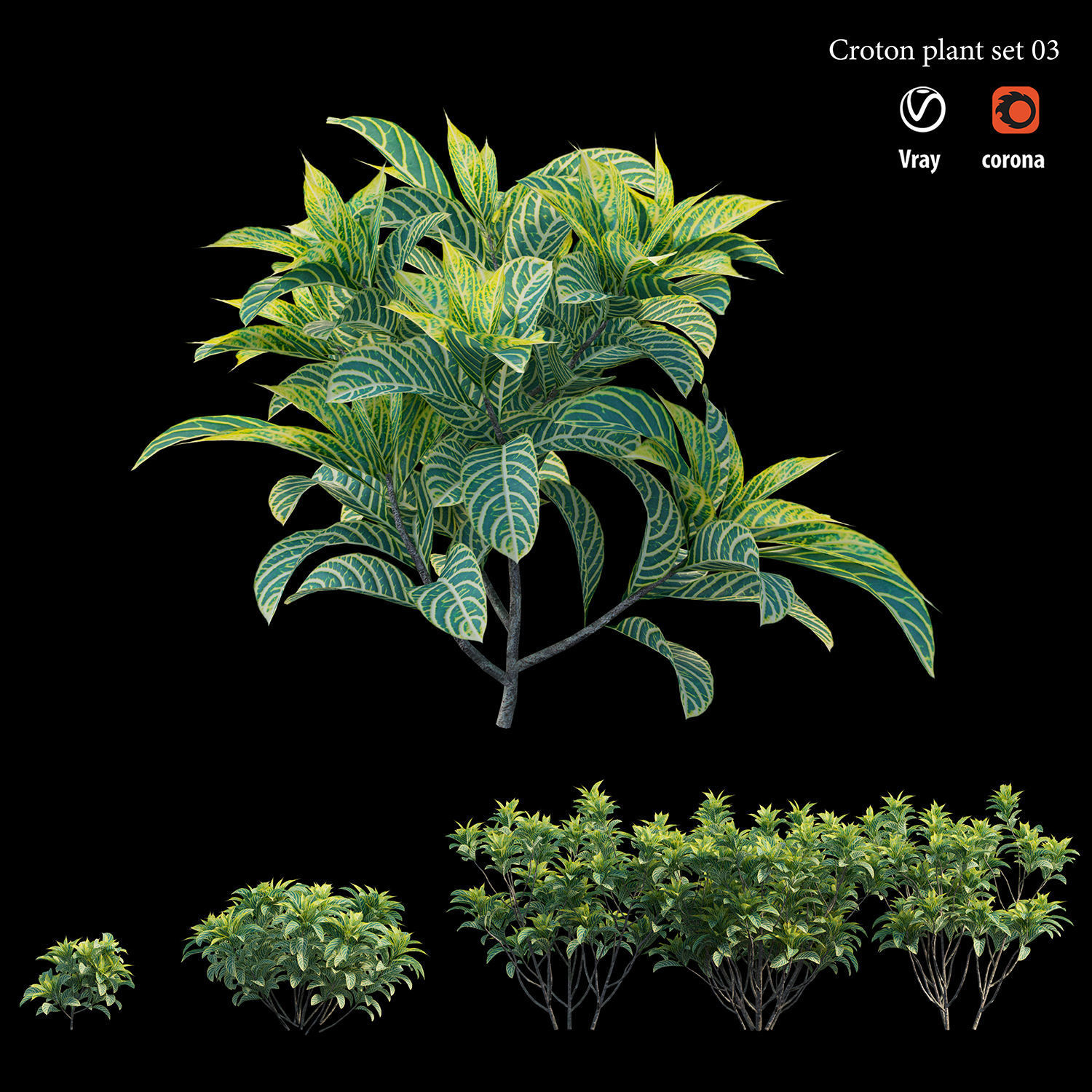Croton plant set 03 3D model_1