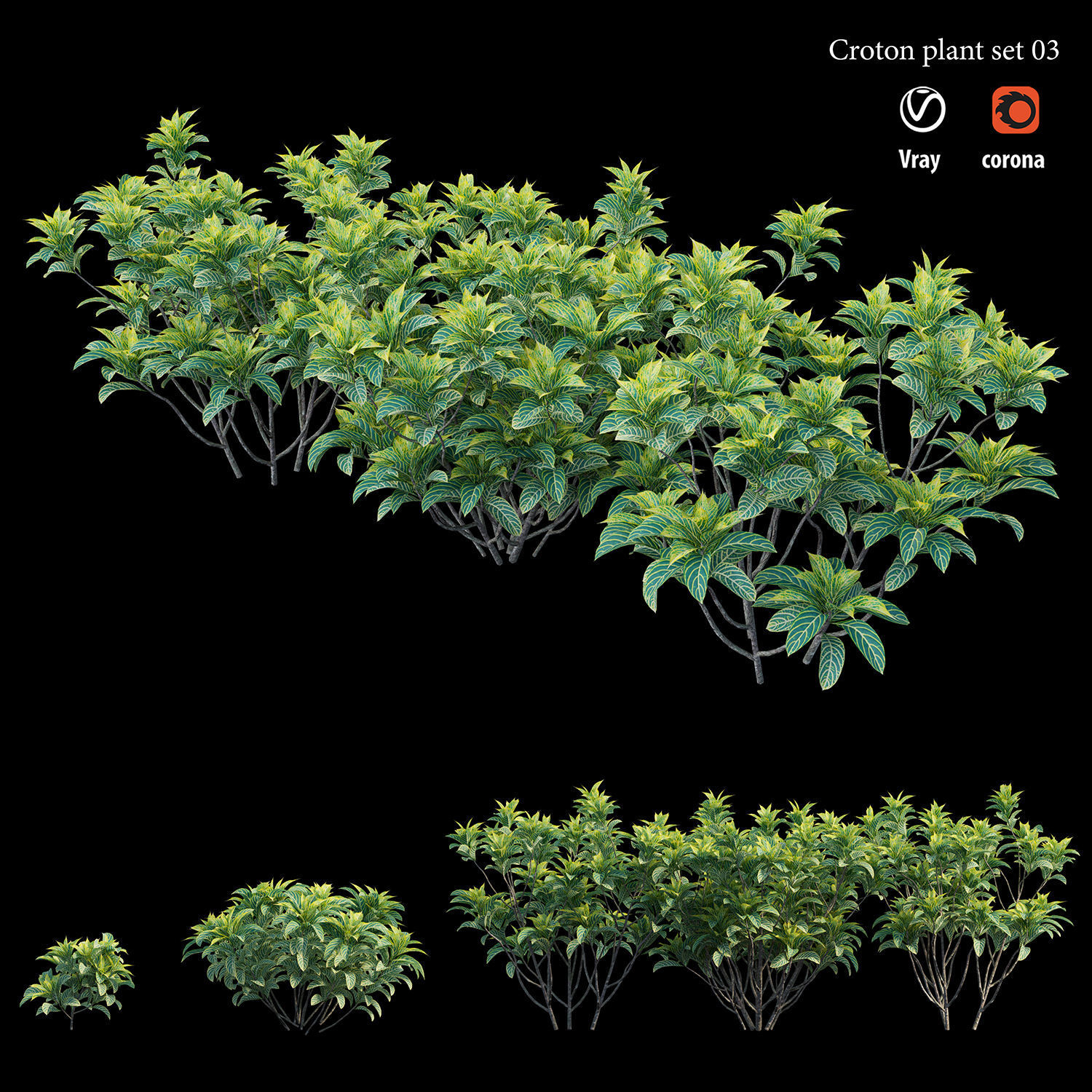 Croton plant set 03 3D model_2