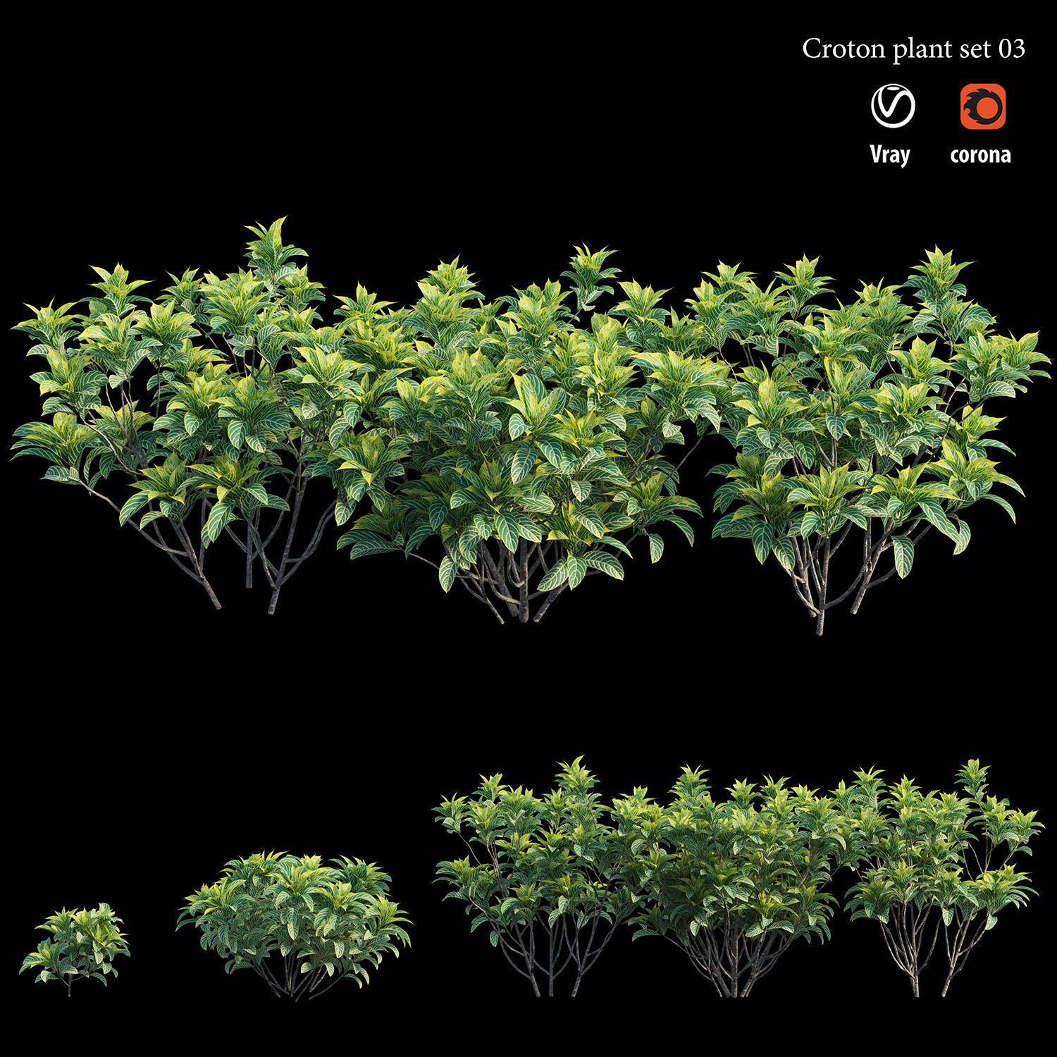 Croton plant set 03 3D model_3