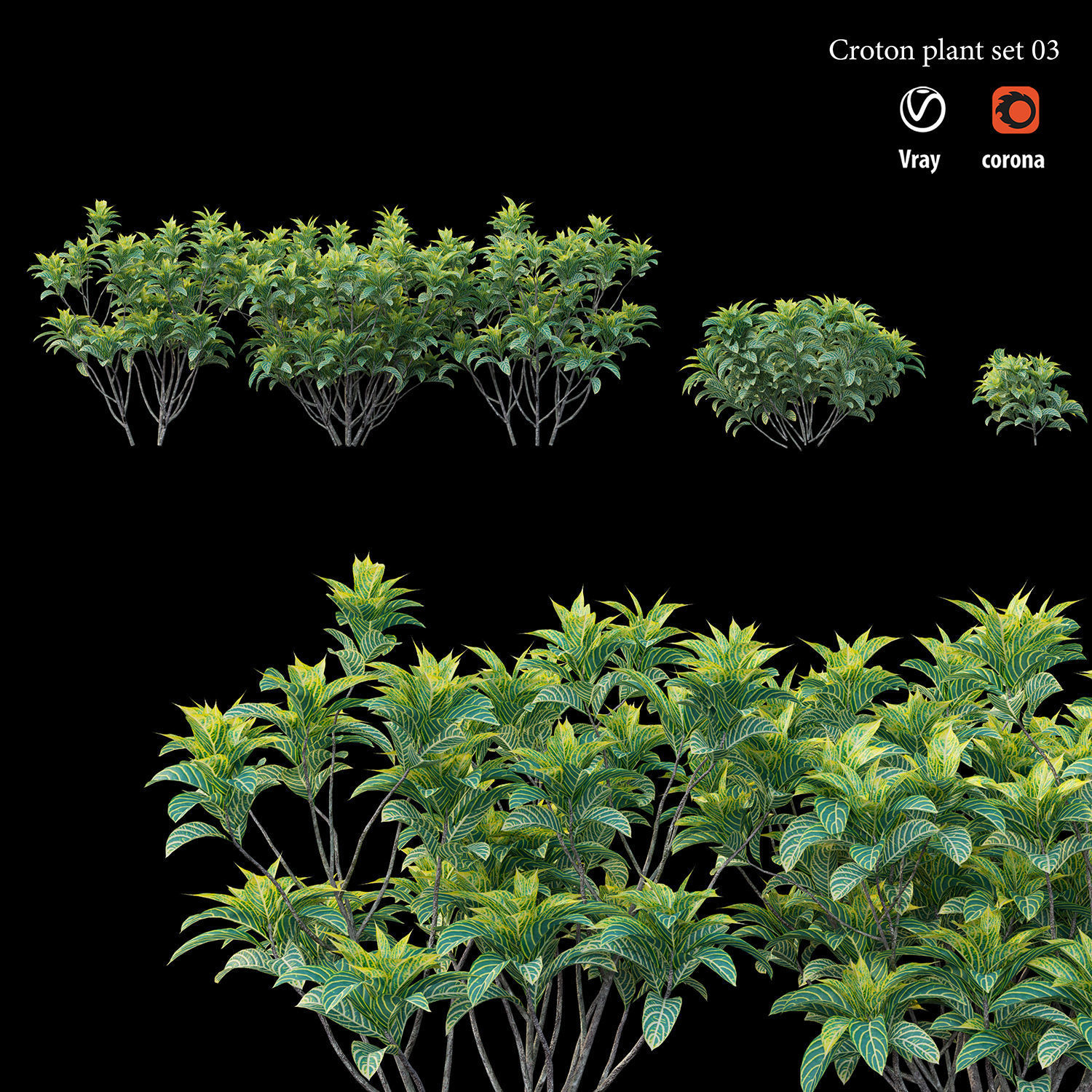 Croton plant set 03 3D model_4