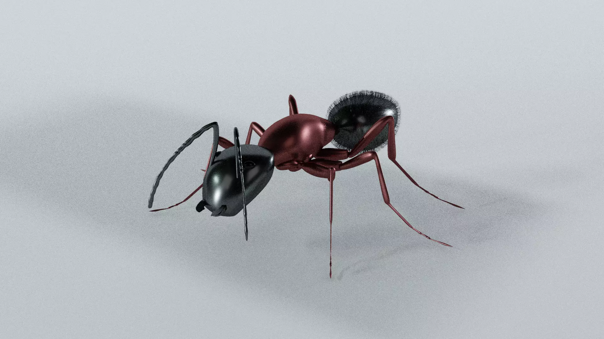 Ant insect 3D model