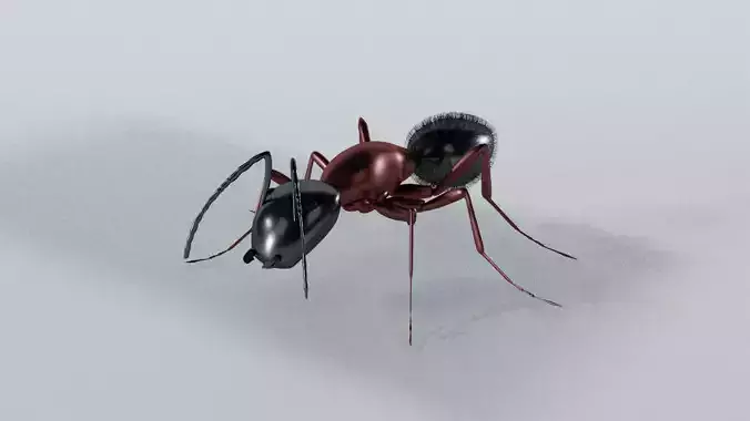 Ant insect
