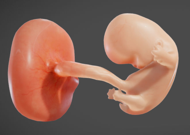 Fetal development stages Low-poly 3D model_19
