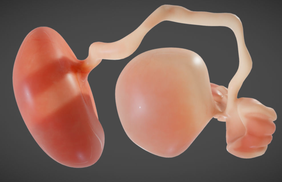 Fetal development stages Low-poly 3D model_5