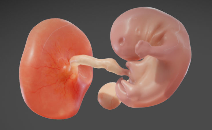 Fetal development stages Low-poly 3D model_15
