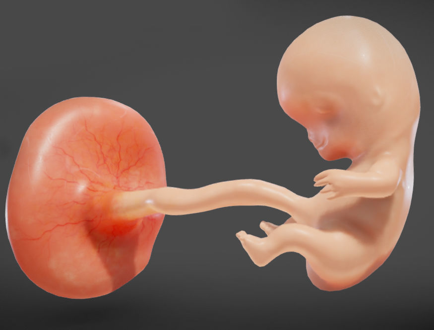 Fetal development stages Low-poly 3D model_28