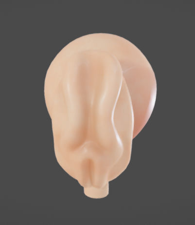 Fetal development stages Low-poly 3D model_2